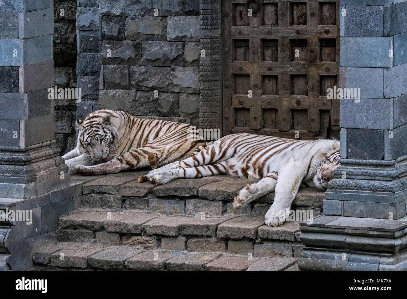 Zwei weiße Tiger / Tiger (Panthera Tigris), ursprünglich aus Indien, ruht im Tempel gebleicht Stockfoto
