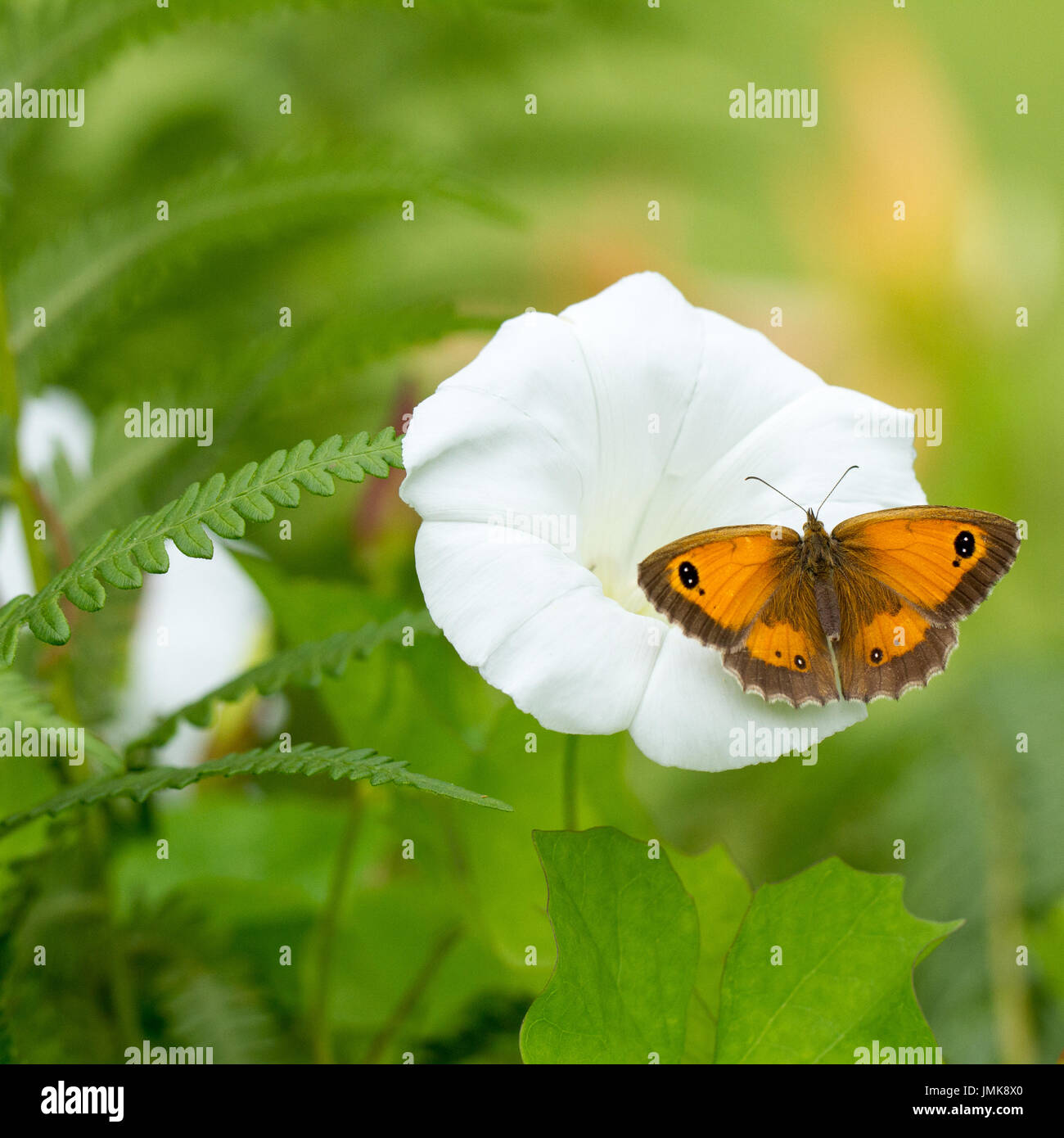 Gatekeeper Pyronia tithonus, Schmetterling oder Hedge braun ruht auf einem Hedge bindweed Blume in einem englischen Wald auf einen Sommertag Hampshire, England Großbritannien Stockfoto
