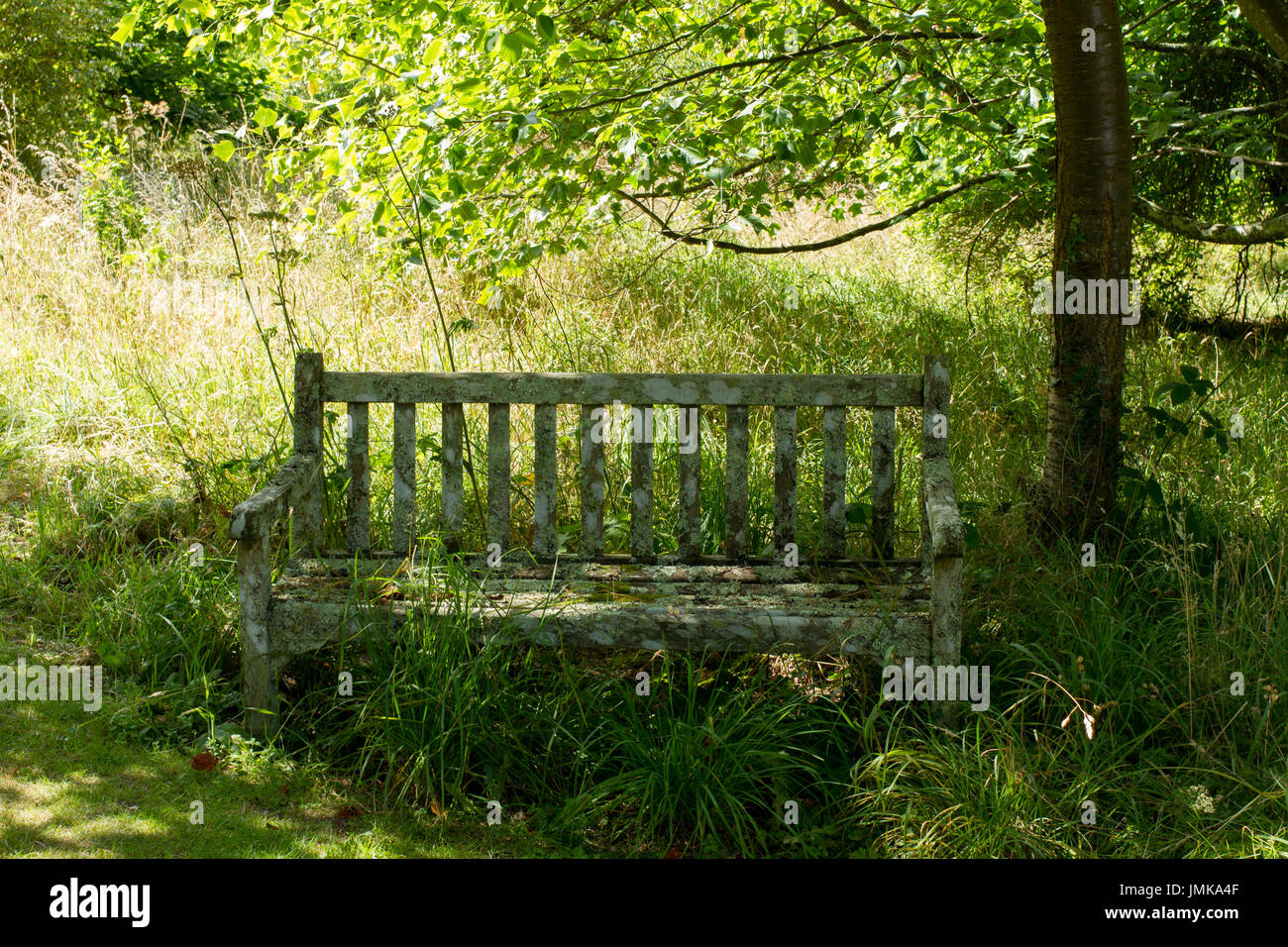 Leere Holzbank ein Baum in einem Wald an einem Sommertag, England, Großbritannien Stockfoto