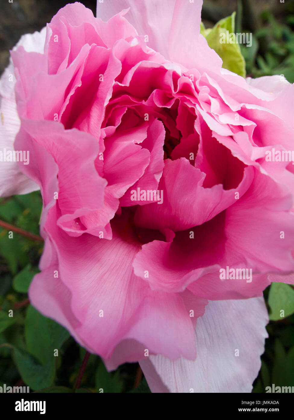 Nahaufnahme, verträumt, weichen Fokus einer zarten, rosa Pfingstrose Blume. Stockfoto