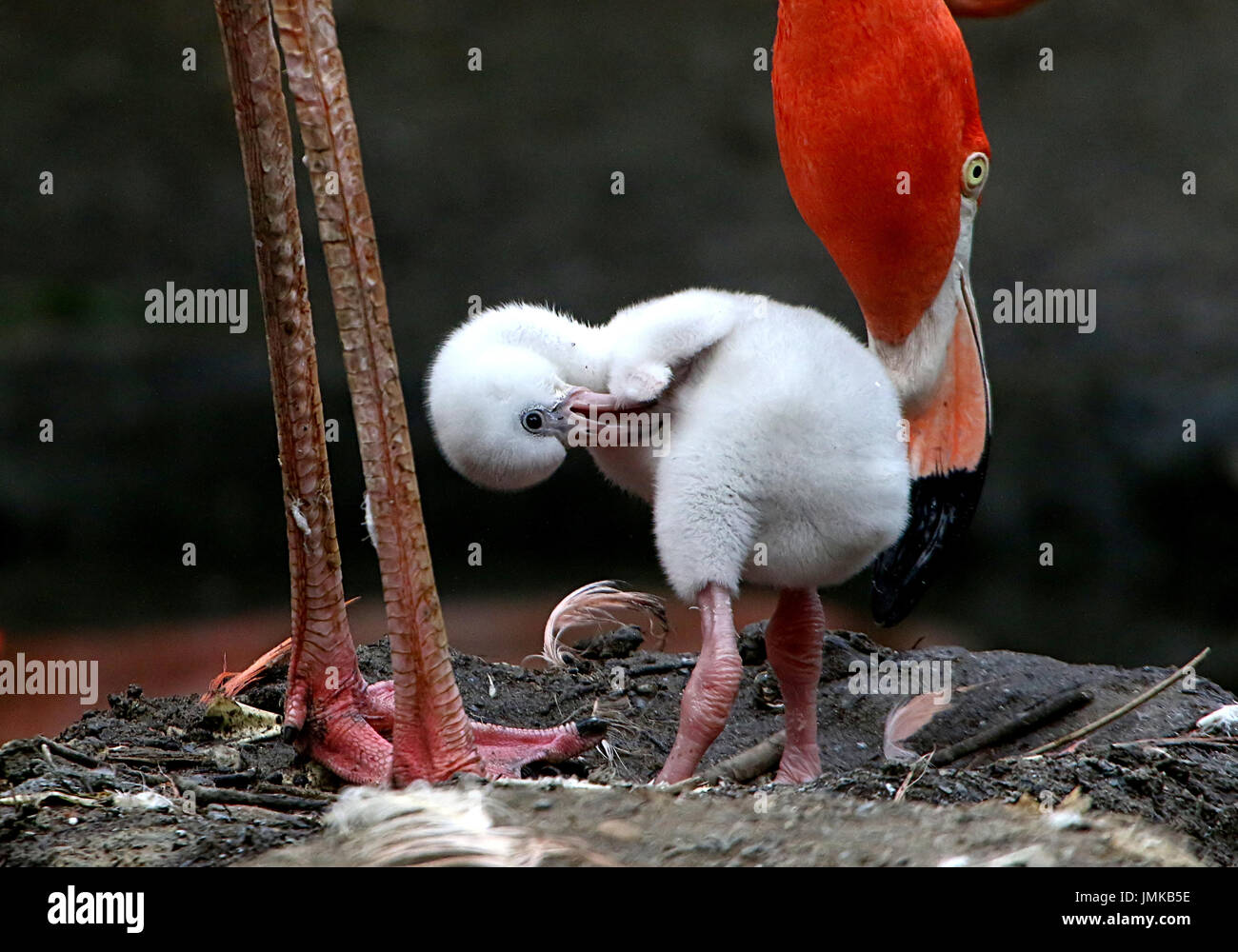 Putzen, Neugeborenen amerikanischer oder Karibik Flamingo Baby (Phoenicopterus Ruber) auf dem Nest von der Mutter betreut. Stockfoto