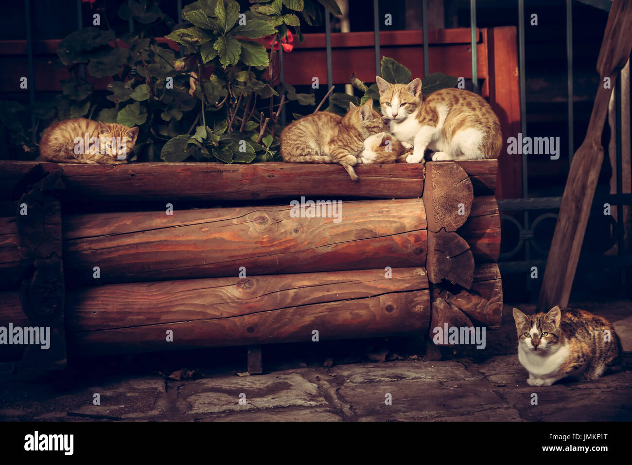 Süße rote Katzen Familie mit Kätzchen ruht auf hölzernen meldet sich in ländlichen Dorf in Vintage-rustikalen Stil Stockfoto