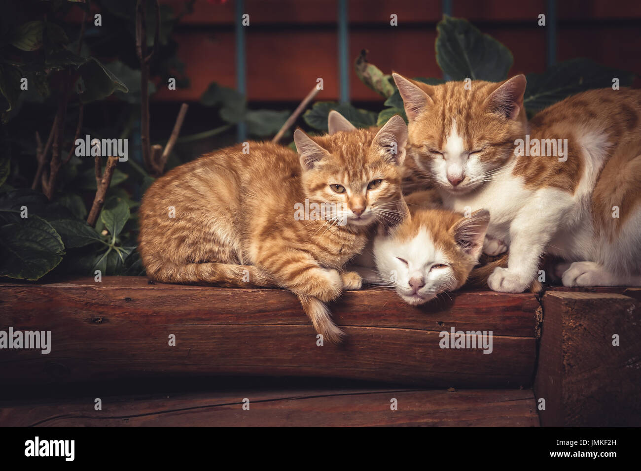 Süße rote Katzen Familie zusammen mit Kätzchen ruht auf hölzernen meldet sich in ländlichen Dorf in Vintage-rustikalen Stil Stockfoto