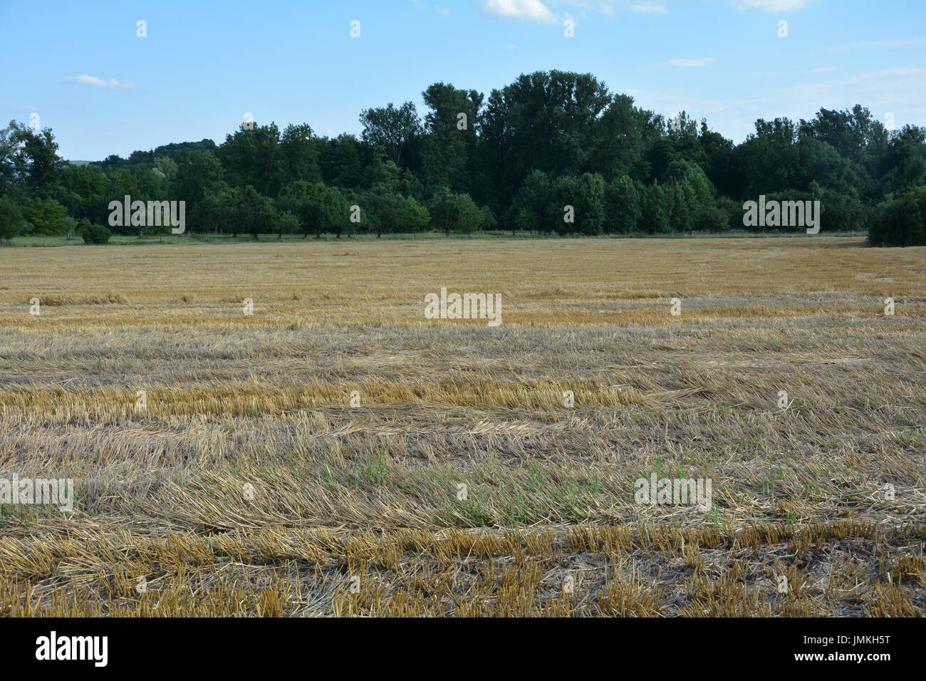 Müsli stoppeln Feld im Vordergrund, und Bäume im Hintergrund Stockfoto