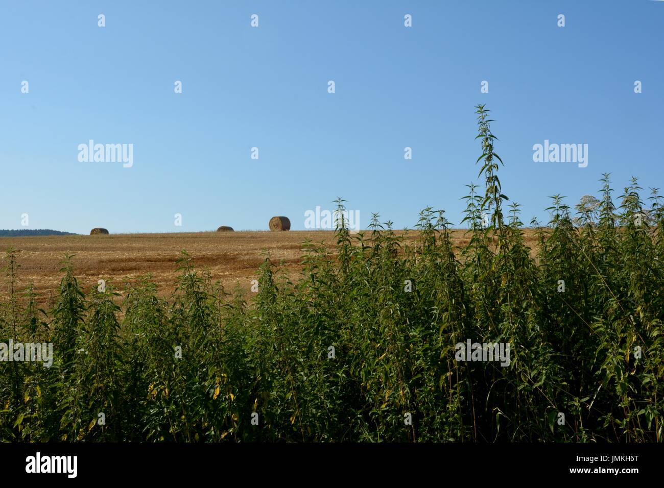Mehrere Strohballen in Horizont auf abgeernteten Feld mit Brennnessel Stockfoto