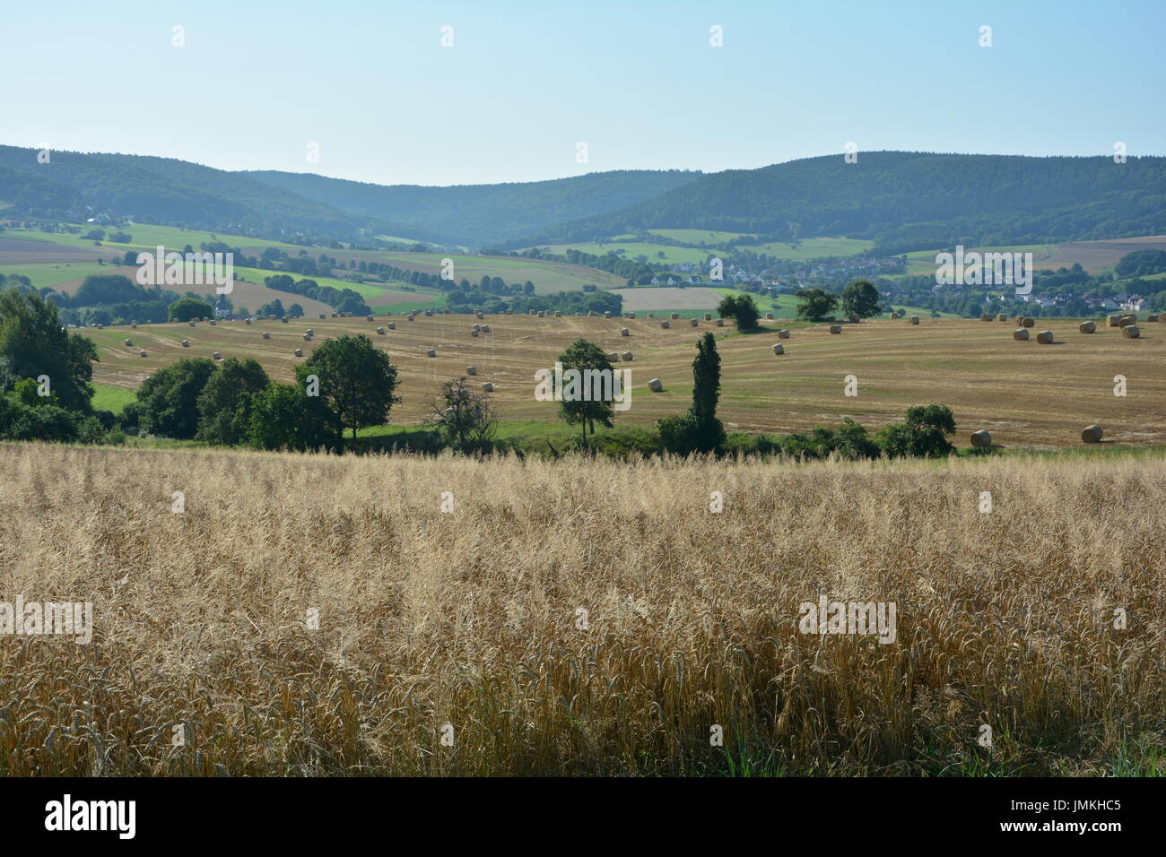Getreide-Feld im Vordergrund, Ballen Heu und Bäume im Hintergrund Stockfoto