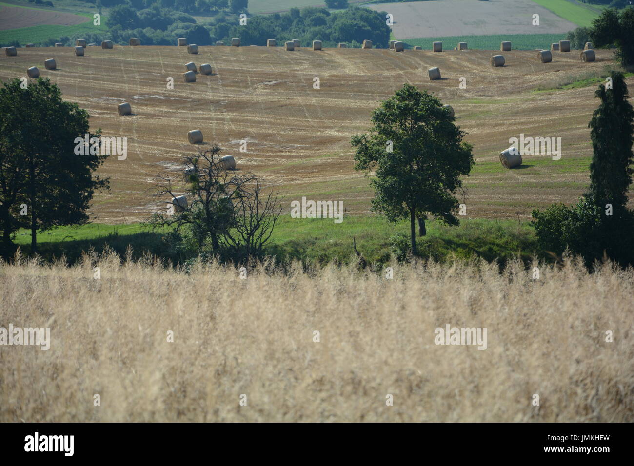 Getreide-Feld im Vordergrund, Ballen Heu und Bäume im Hintergrund Stockfoto