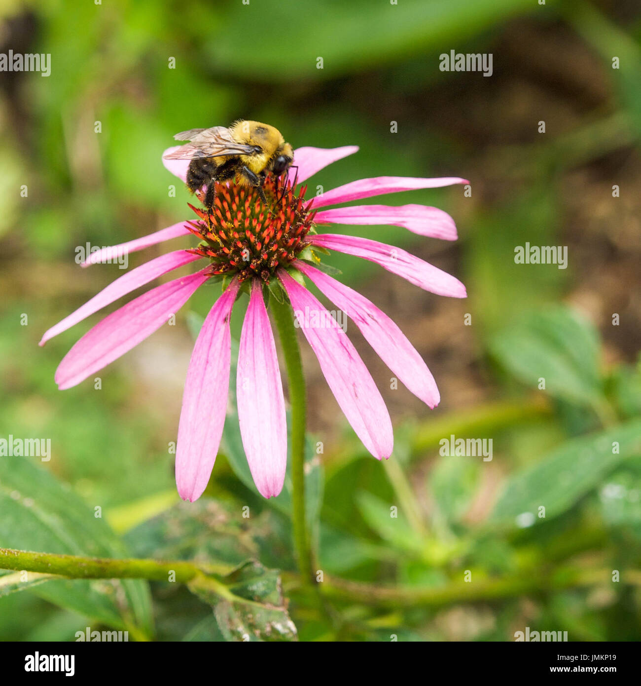 Hummel auf lila Echinacea Stockfoto