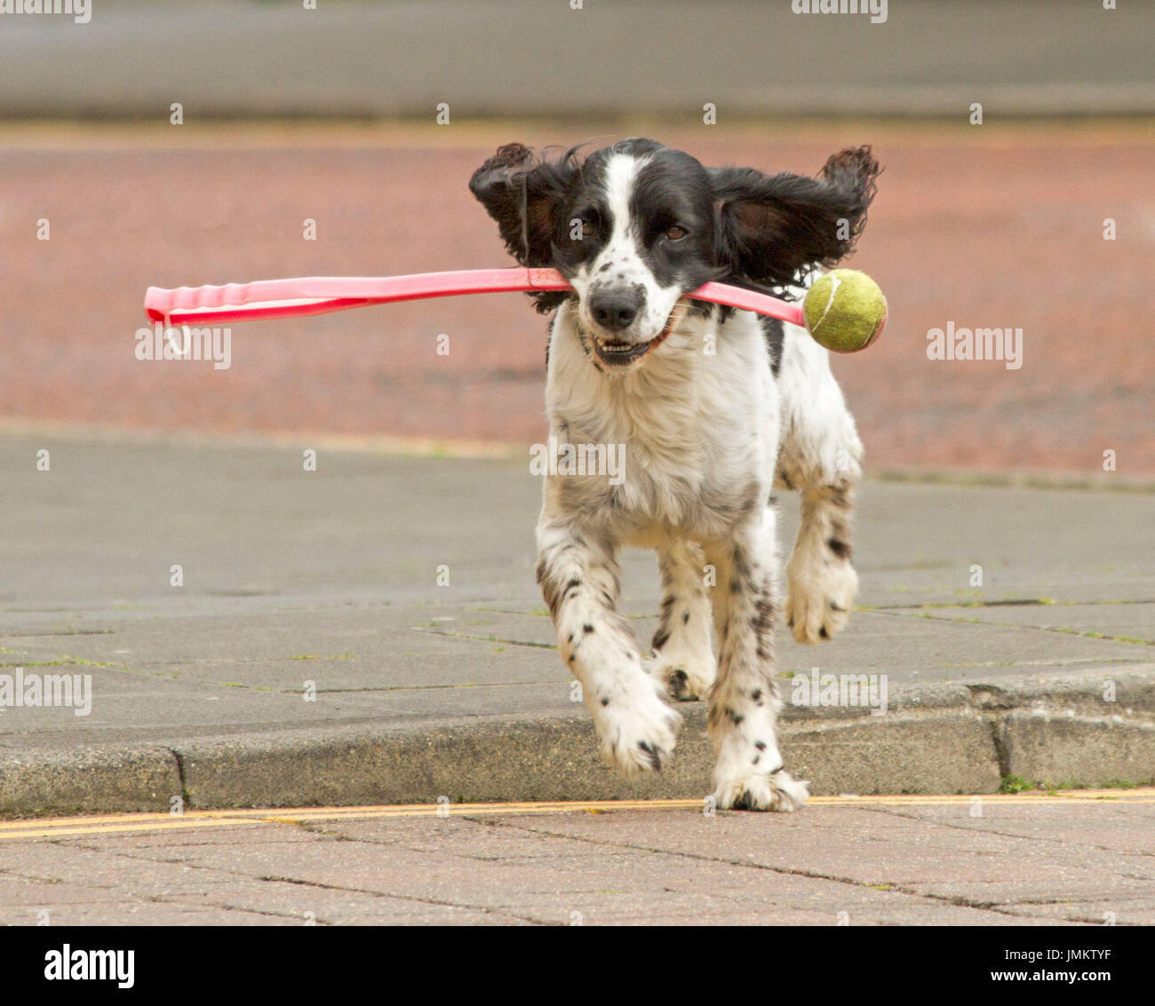 Hund, schwarz / weiß-Spaniel, ausgeführt mit Stock und Ball im Mund Stockfoto