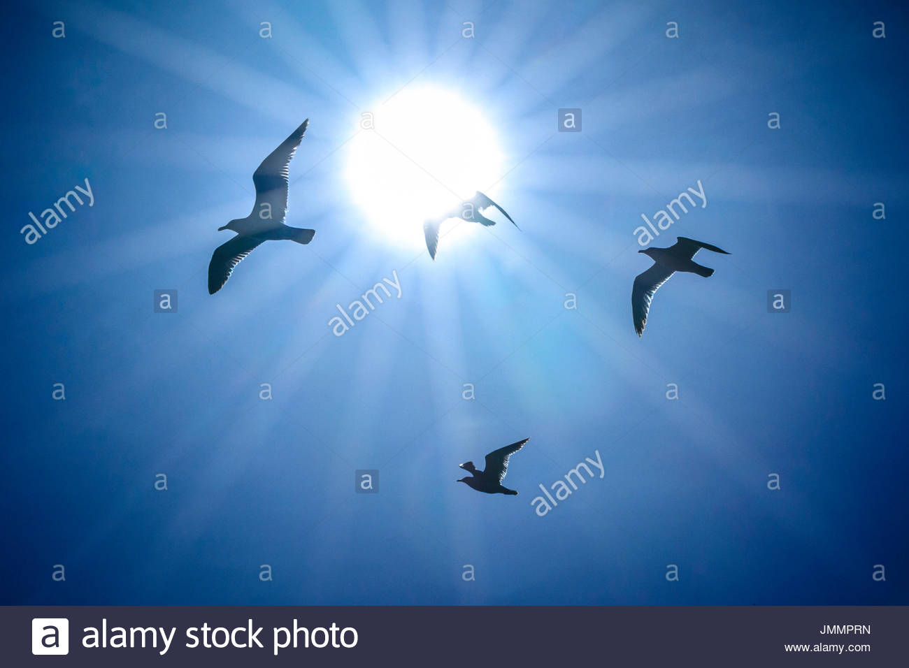 Kalifornien Möwen im Flug Stockfoto