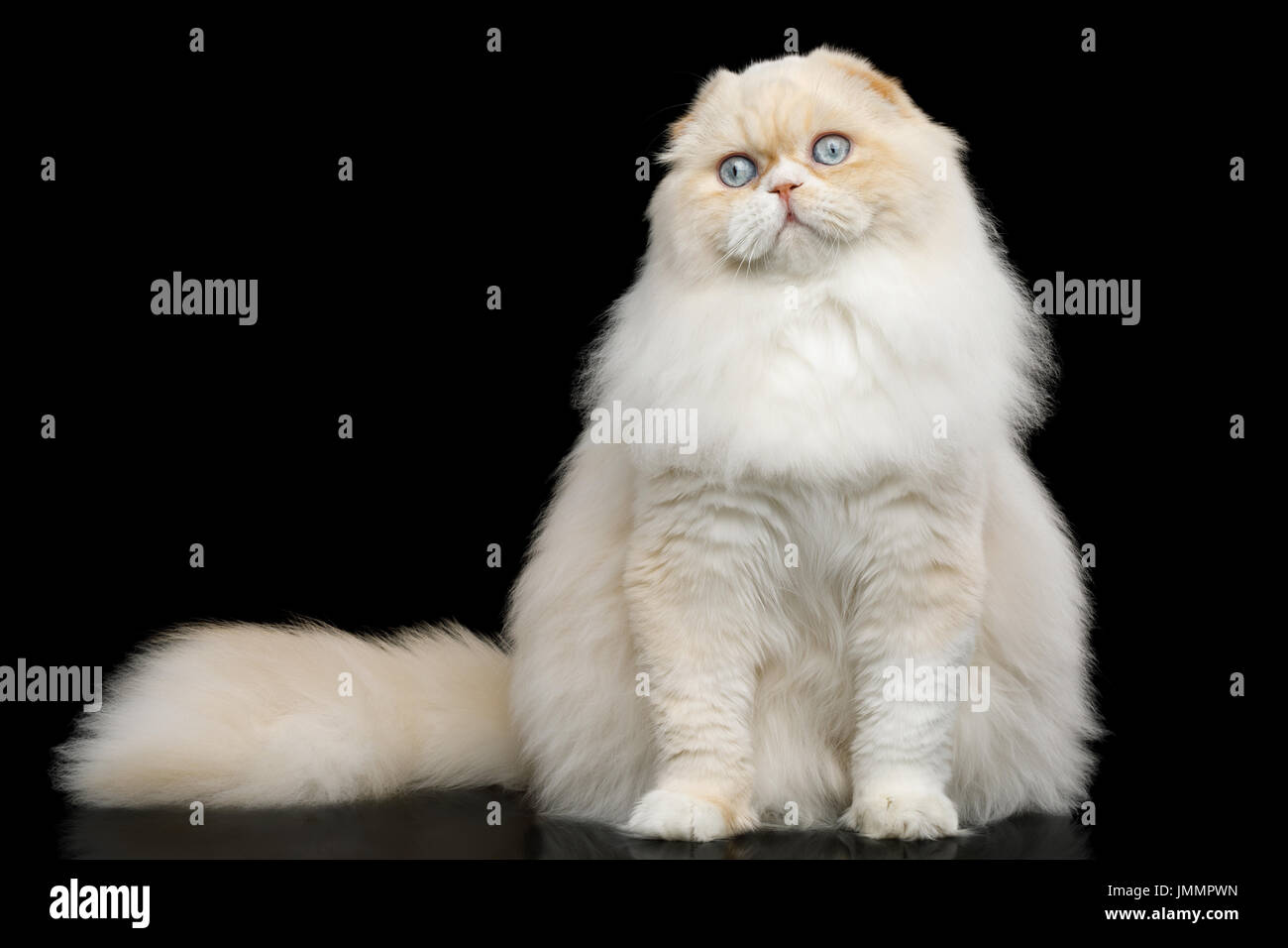 Highland Fold Katze auf schwarzem Hintergrund Stockfoto