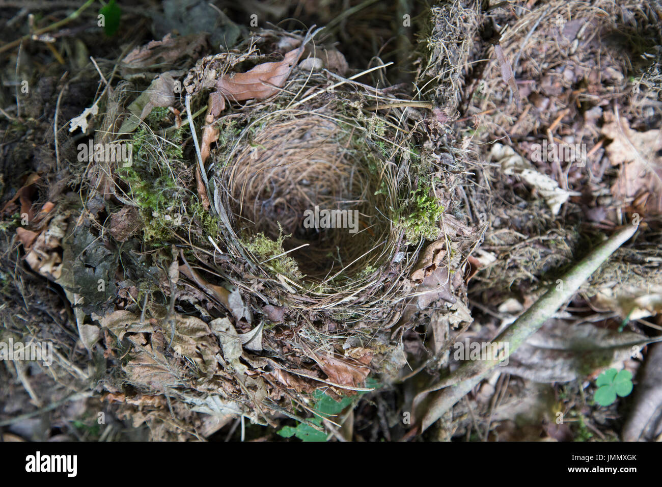 Leeren Sie Robins Nest in einem UK-Garten Stockfoto