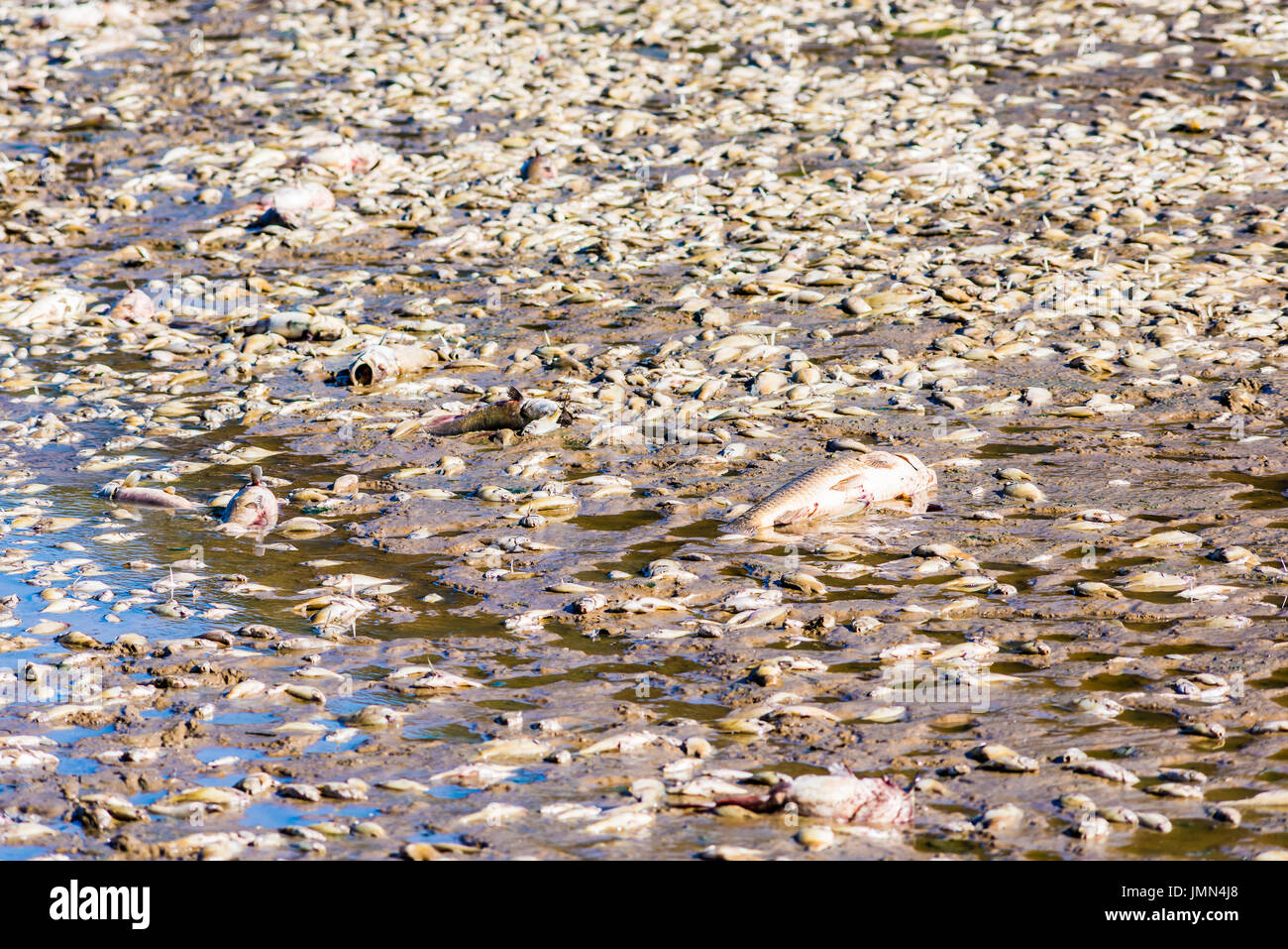 Tote Fische nach See Entwässerung und Baggerarbeiten im Royal Lake Park in Fairfax, Virginia Stockfoto