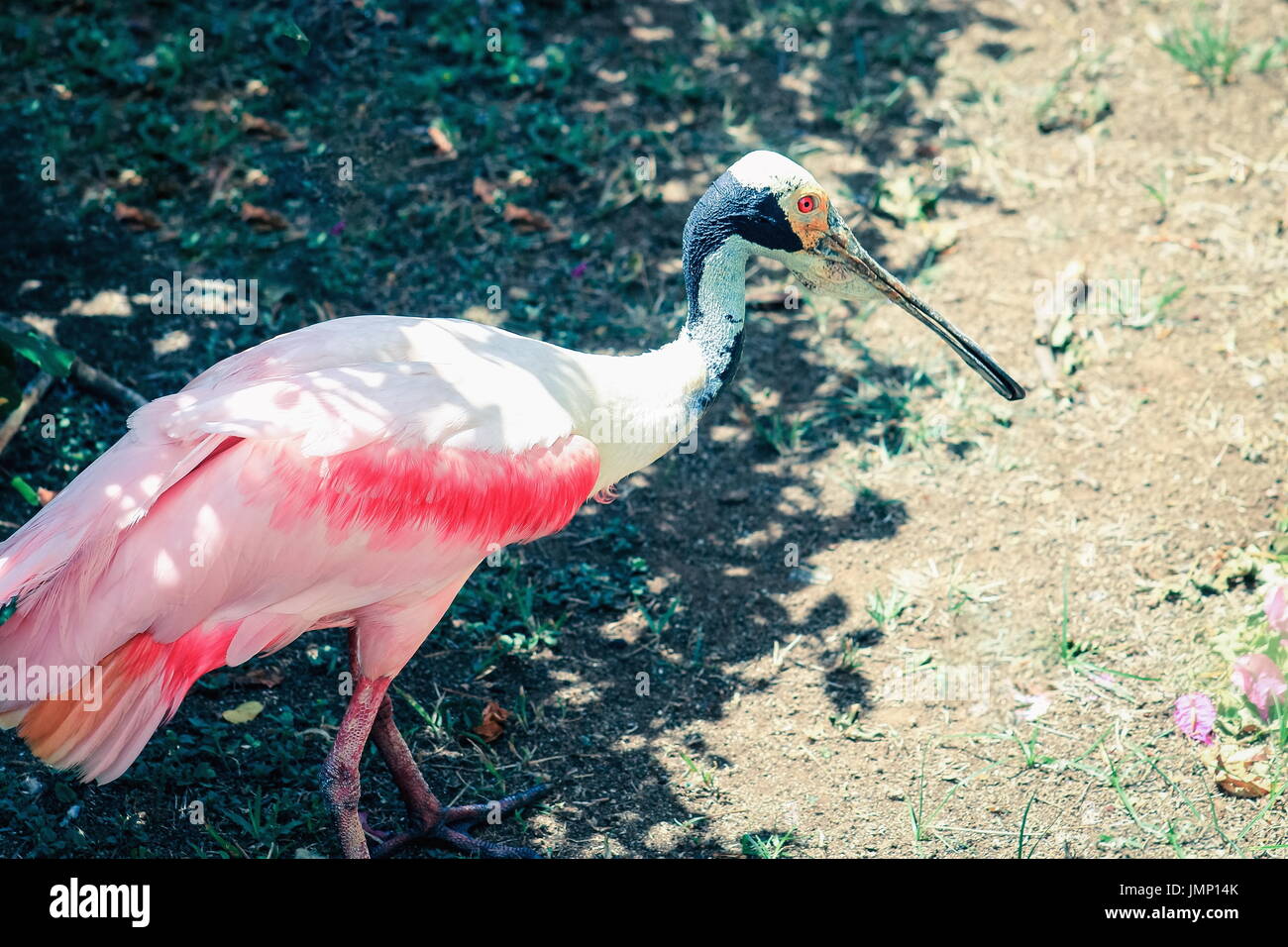 Seite Profil-Bild von einem rosige Löffler (Platalea Ajaja) Stockfoto