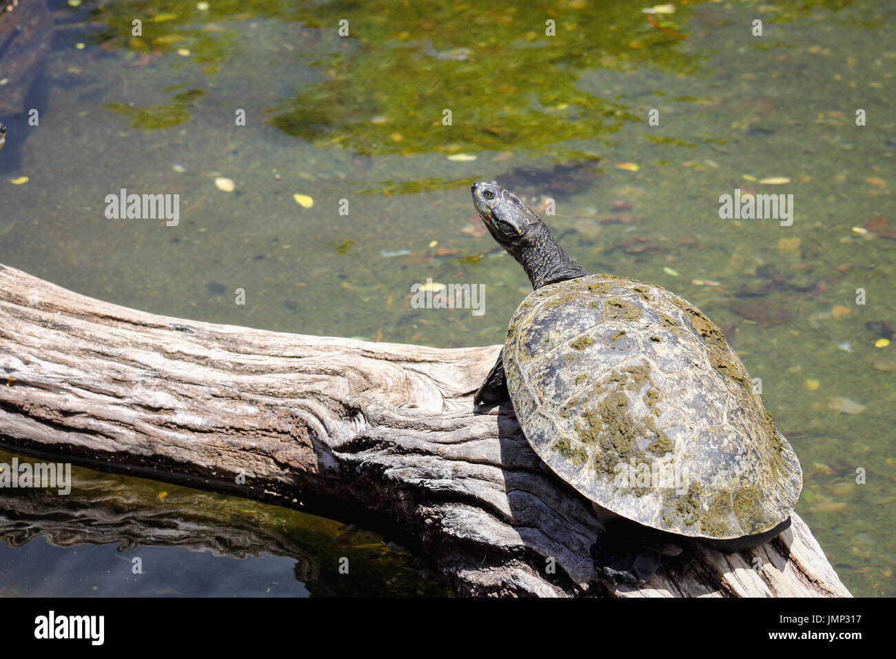 Gelb gefleckten Amazon Schildkröte - Podocnemis unifilis Stockfoto