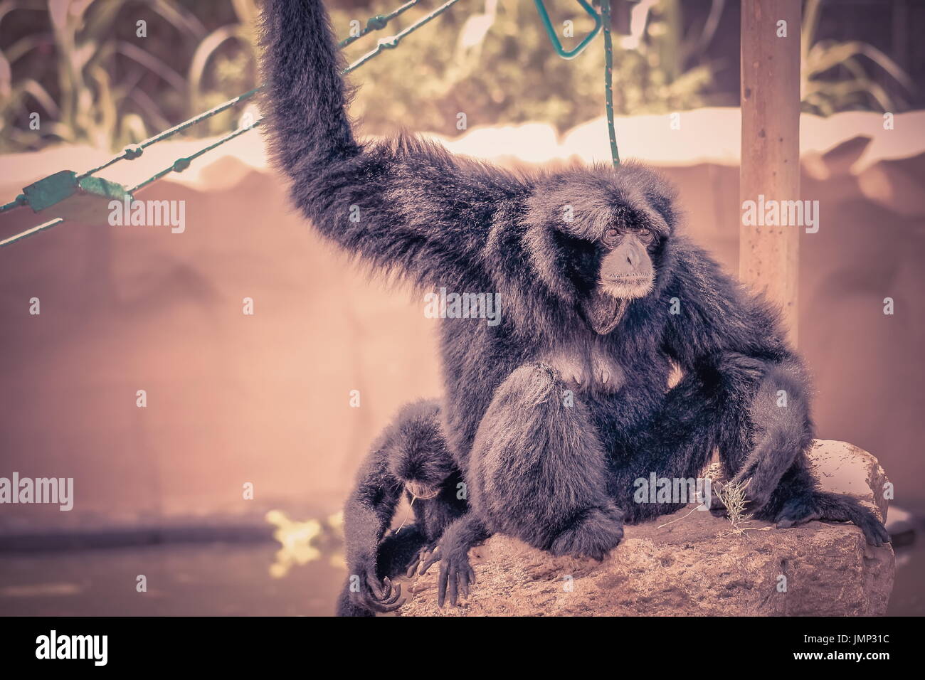 Ein Siamang (Symphalangus Syndactylus) Mutter und Baby. Stockfoto