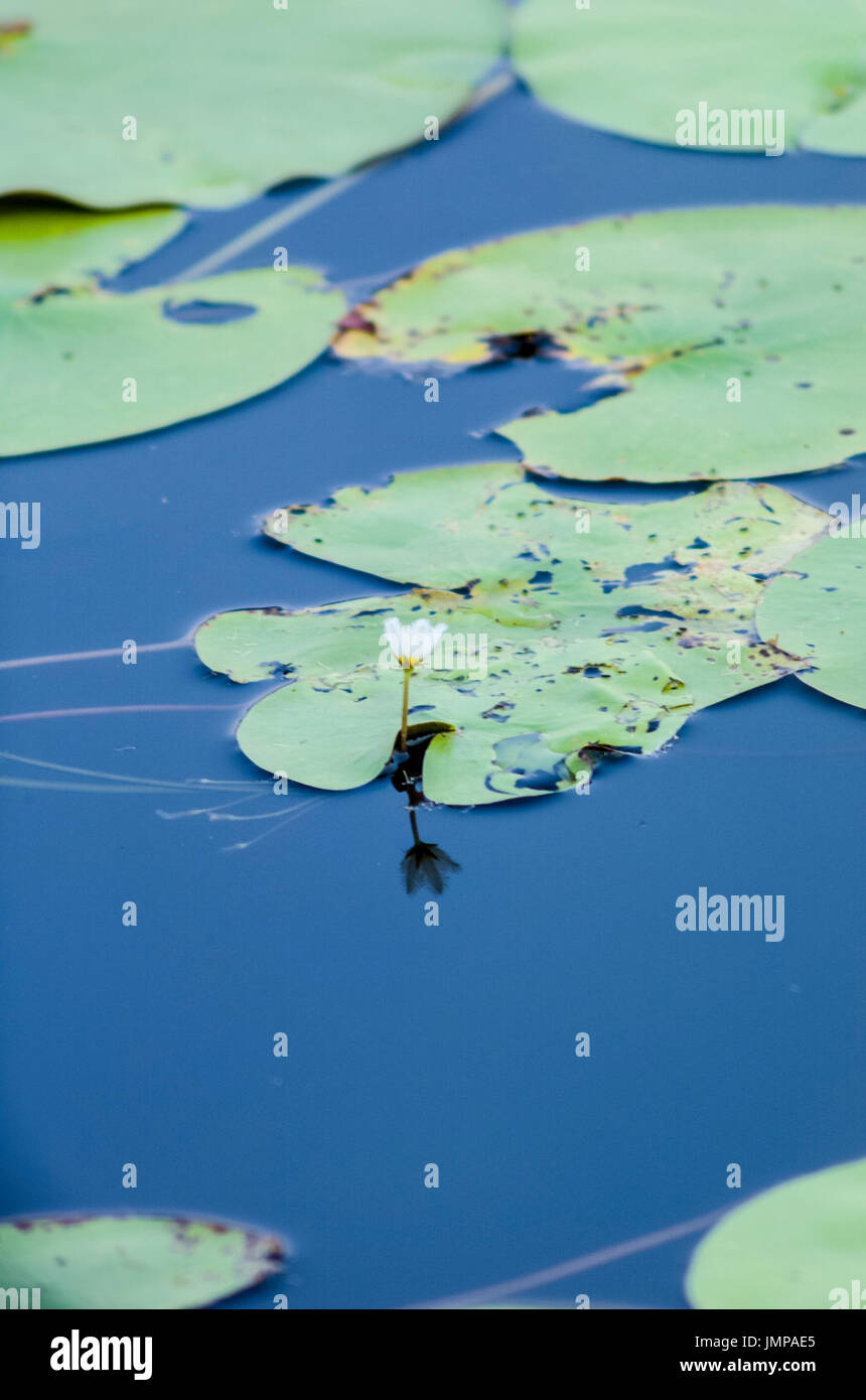 Eine schwimmende Garten grünes Wasser Lily Pads mit einer weißen Blume, schwimmend auf einem blauen See am frühen Morgen Licht Stockfoto