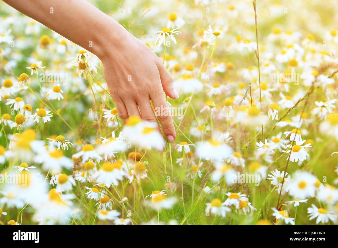 Frau Hand berühren Weiße Wiese Blumen Closeup. Sonnige Sommer Hintergrund. Medizinisches Konzept. Stockfoto