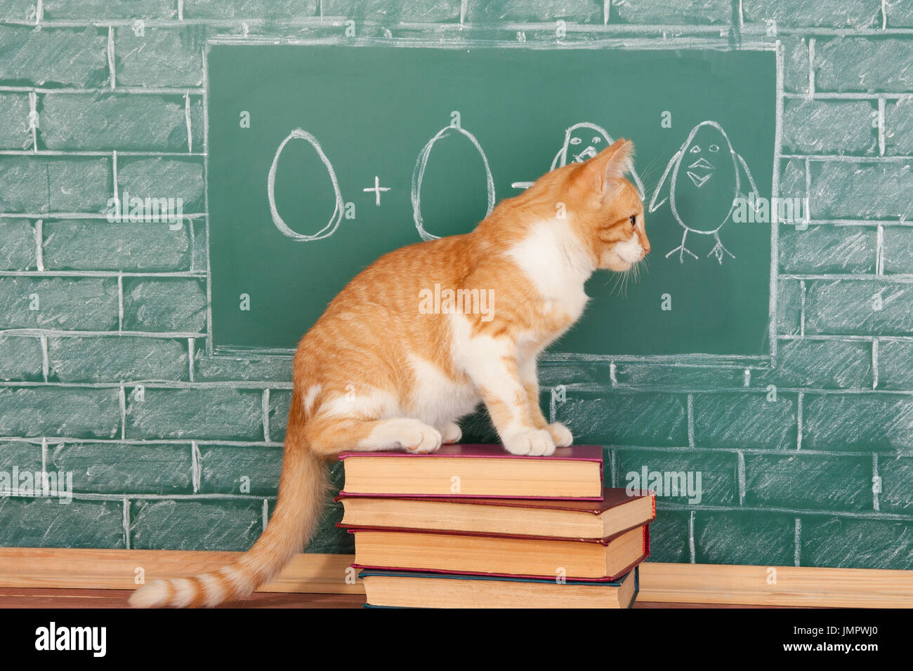 Bildung witzige Idee über rote Katze Studium Arithmetik auf Probe der Zusatz von Eiern Stockfoto