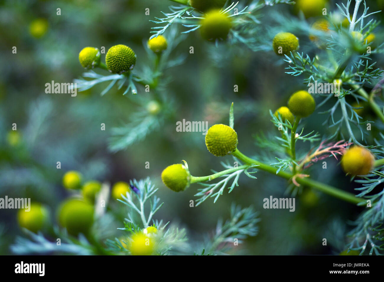 Pflanzen von The Tyne Valley - Ananas Unkraut / Matricaria Discoidea Stockfoto