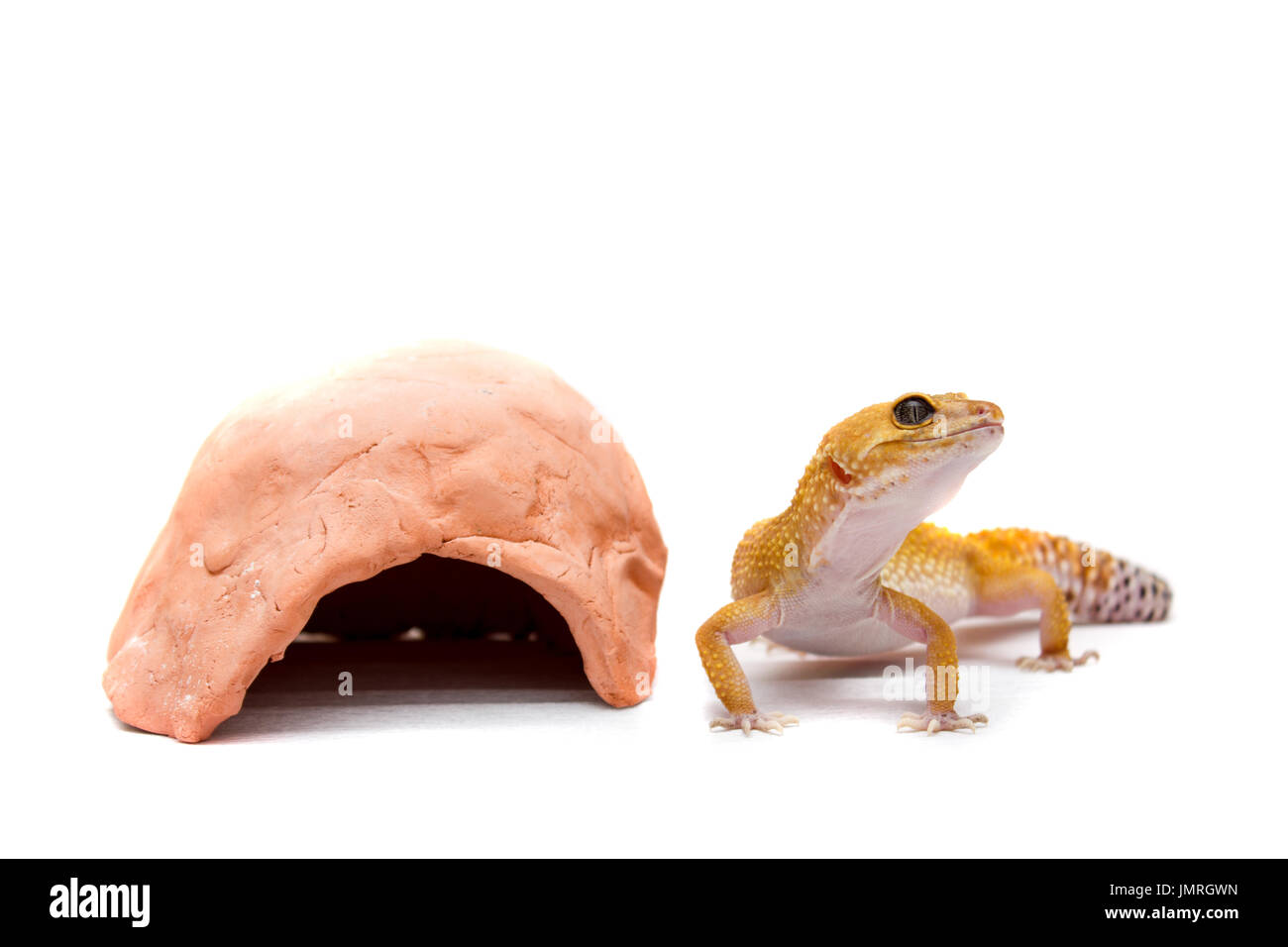 Niedliche Leopardgecko (Eublepharis Macularius) auf weißem Hintergrund Stockfoto