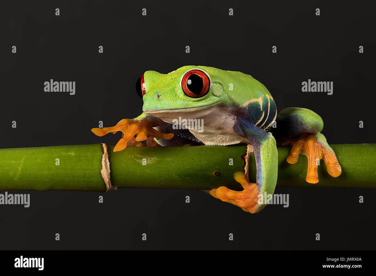 Ein Foto von einem Red Eyed Tree Frog Balancieren auf einem Bambus schießen auf schwarzem Hintergrund Stockfoto