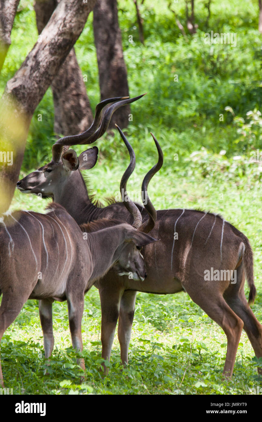 Männliche Kudu Antilopen im Chobe Nationalpark, Botswana Stockfoto