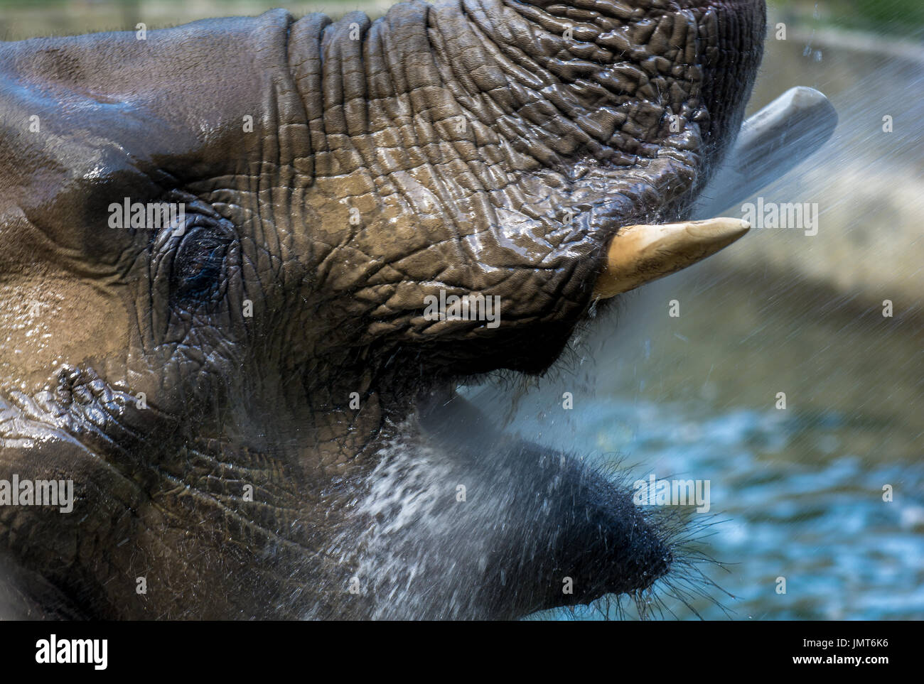 Afrikanischer Elefant, ein erfrischendes Bad zu nehmen Stockfoto