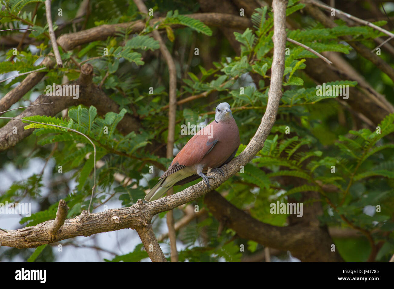 Roter Kragen Taube (Streptopelia Tranquebarica) mit grünem Hintergrund in der Natur Stockfoto