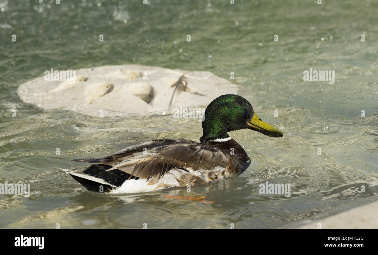 Erstaunlich, Stockente, schwimmt im See mit blauem Wasser unter Sonnenlicht Landschaft. Rom, Italien, Juni 2017 Stockfoto