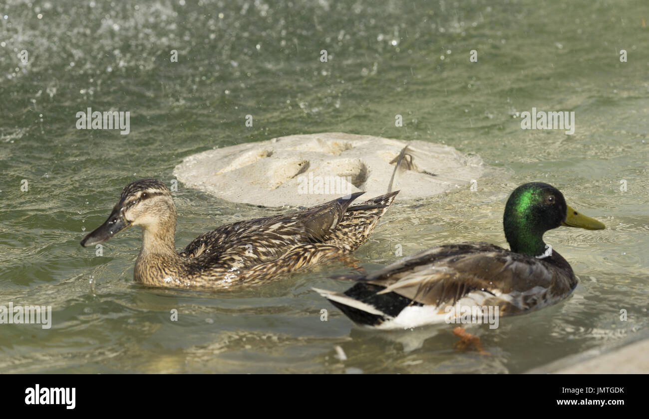 Erstaunlich, zwei Enten schwimmen im See unter Sonnenlicht Landschaft. Rom, Italien, Juni 2017 Stockfoto
