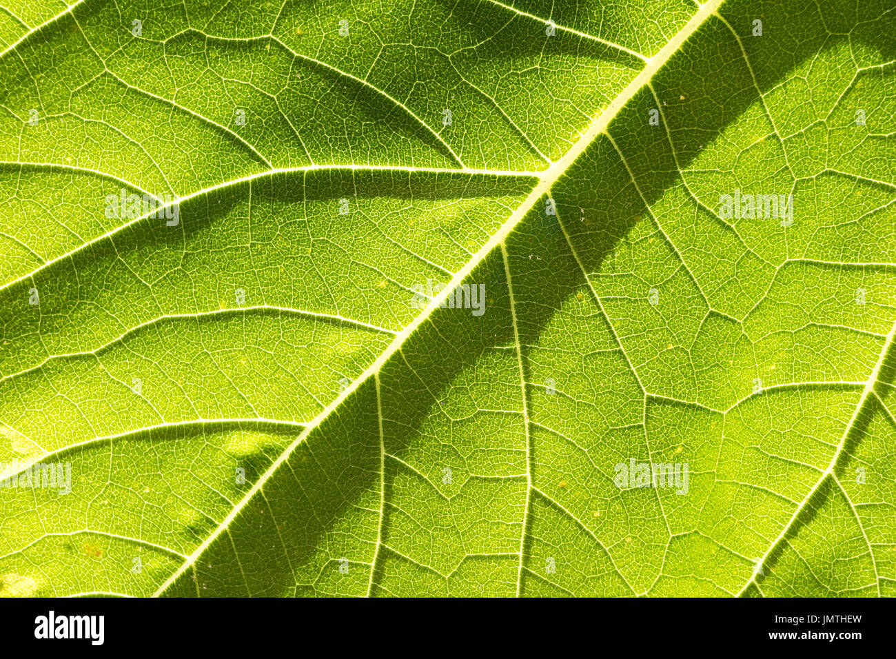 Closeup auf grüne Struktur der Sonnenblume Blatt, natürlichen Hintergrund und Struktur Stockfoto