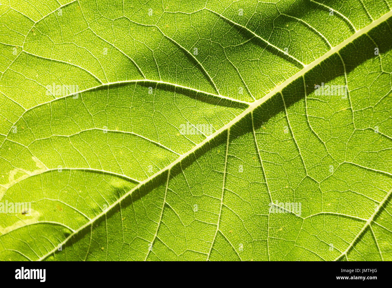 Closeup auf grüne Struktur der Sonnenblume Blatt, natürlichen Hintergrund und Struktur Stockfoto