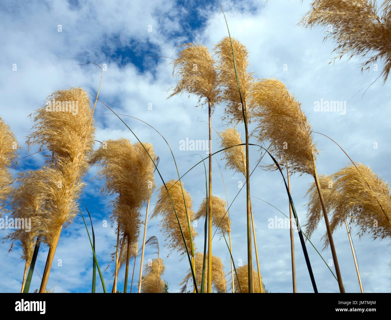 Pampas grass Cortaderia Selloana 'Pumila' Stockfoto