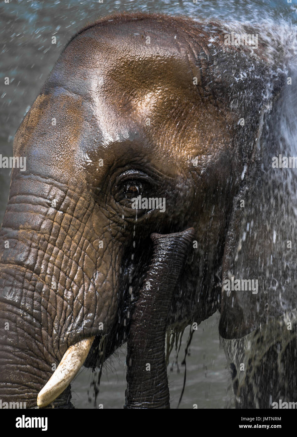 Afrikanischer Elefant, ein erfrischendes Bad zu nehmen Stockfoto