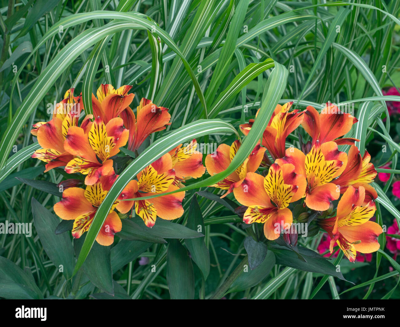 Peruanische Lilie indischen Sommer Alstroemeria Stockfoto