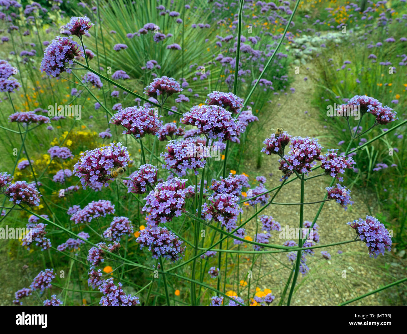 Verbena Bonariensis oder Purpletop Eisenkraut, Clustertop Eisenkraut, argentinische Eisenkraut tropischen Südamerika heimisch Stockfoto Verbena Bonariensis oder Purpletop Eisenkraut, Clustertop Eisenkraut, argentinische Eisenkraut tropischen Südamerika heimisch Stockfoto