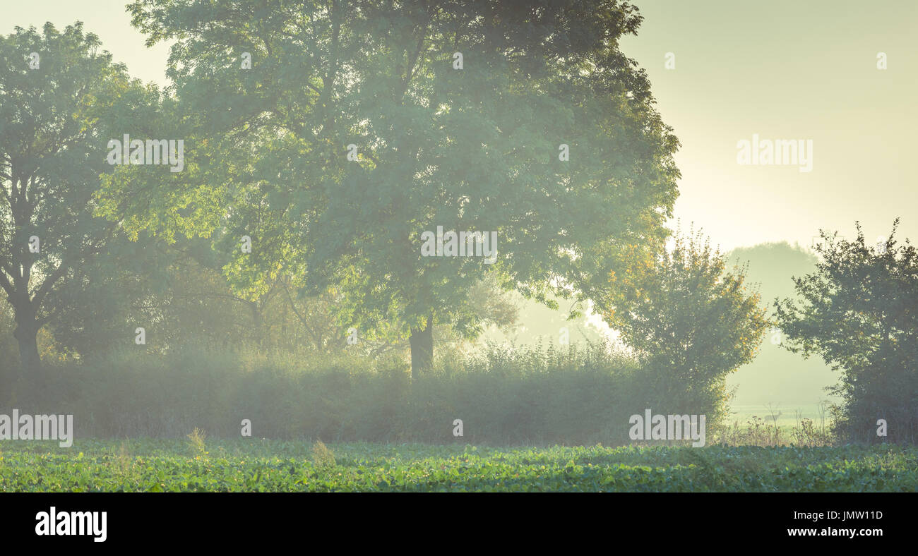 Einem nebligen Morgen abstrakte Landschaft Szene von Ackerland in der Nähe der Ufer des Flusses Welland in Uffington, Stamford, Lincolnshire. Stockfoto