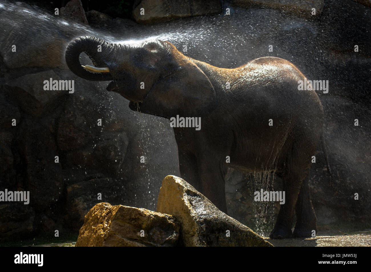 Afrikanischer Elefant, ein erfrischendes Bad zu nehmen Stockfoto