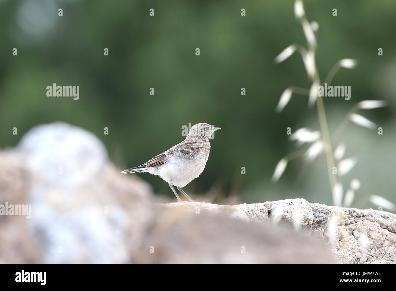 Das Bild ist in der antiken Stadt Tralleis genommen... Stockfoto