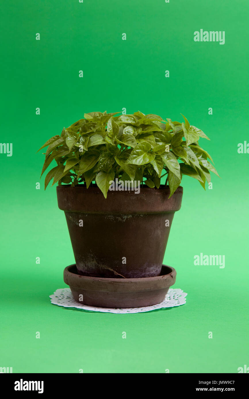 Eine Junge Pfeffer Chili Pflanze In Einem Topf Auf Einem Grunen Hintergrund Monochromatische Und Minimale Farbe Still Life Fotografie Stockfotografie Alamy