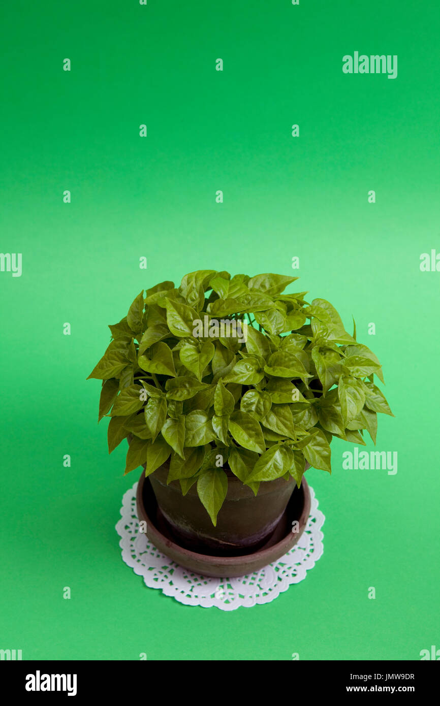 Eine Junge Pfeffer Chili Pflanze In Einem Topf Auf Einem Grunen Hintergrund Monochromatische Und Minimale Farbe Still Life Fotografie Stockfotografie Alamy