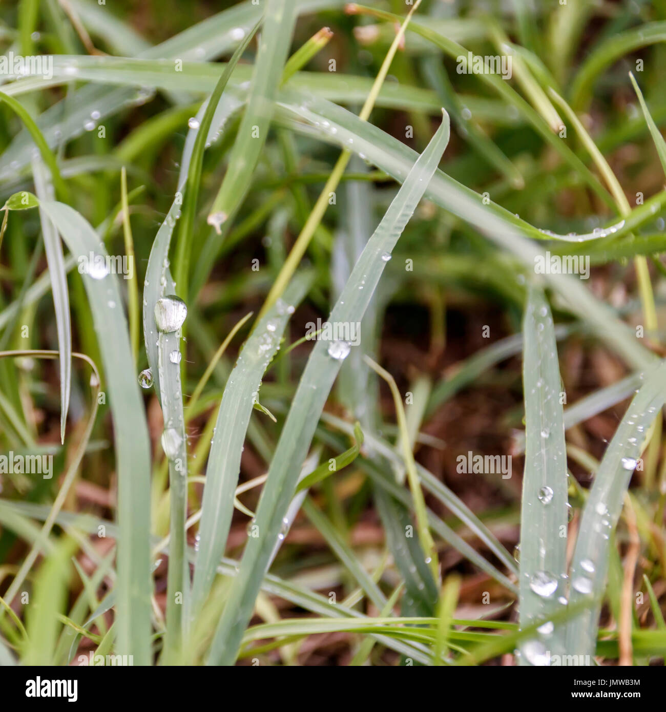 frische grüne Rasen mit Tau drauf Stockfoto