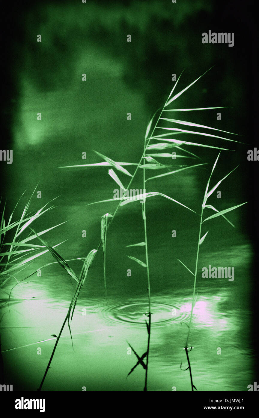 Schilf und Wasser Stockfoto