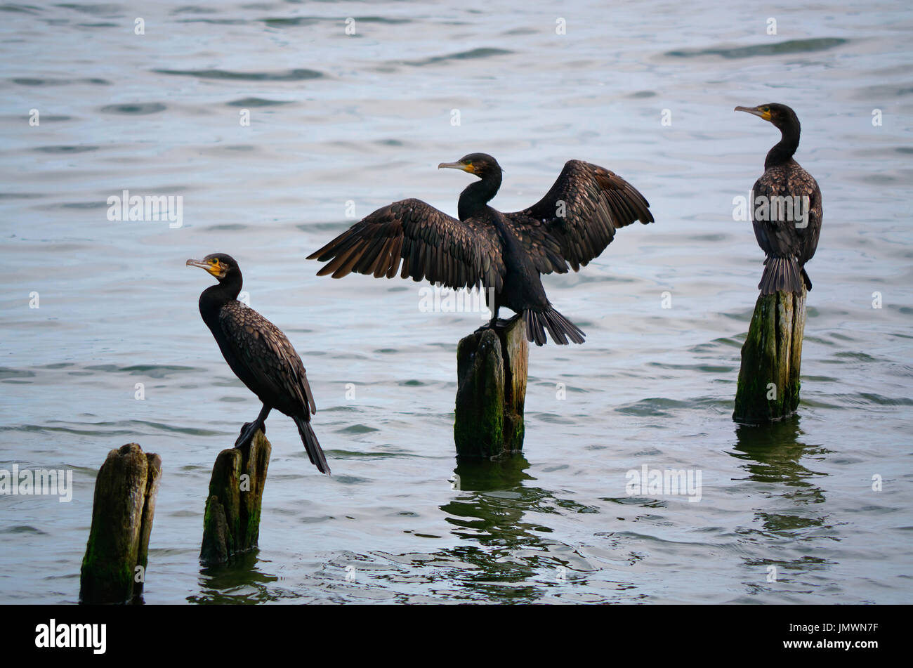 Drei Kormorane (Phalacrocorax Carbo) thront auf Holzpfosten im Wasser, mit Verbreitung Flügel. Stockfoto