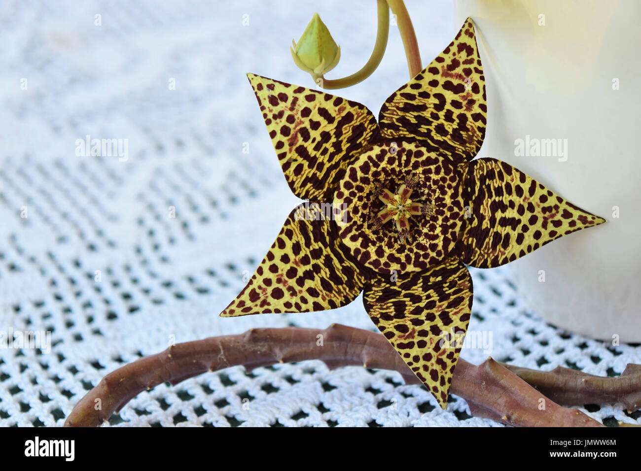 Schöne Leoparden gesichtet Kaktusblüte in Blüte Stockfoto