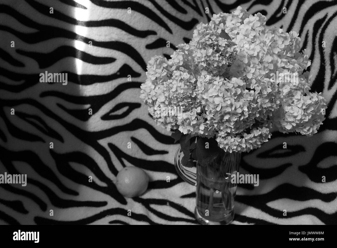 Bouquet von Garten Hortensie Blume in voller Blüte mit reifen Früchten auf Zebra gestreiften Hintergrund Stockfoto