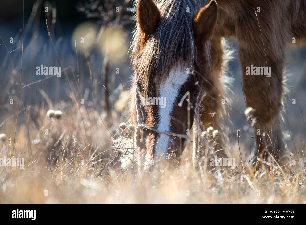 Mountain Pferde in der Wildnis Stockfoto