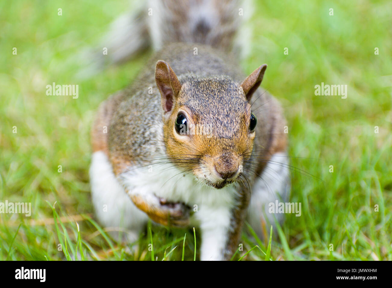 Graue Eichhörnchen, Nahaufnahme Stockfoto