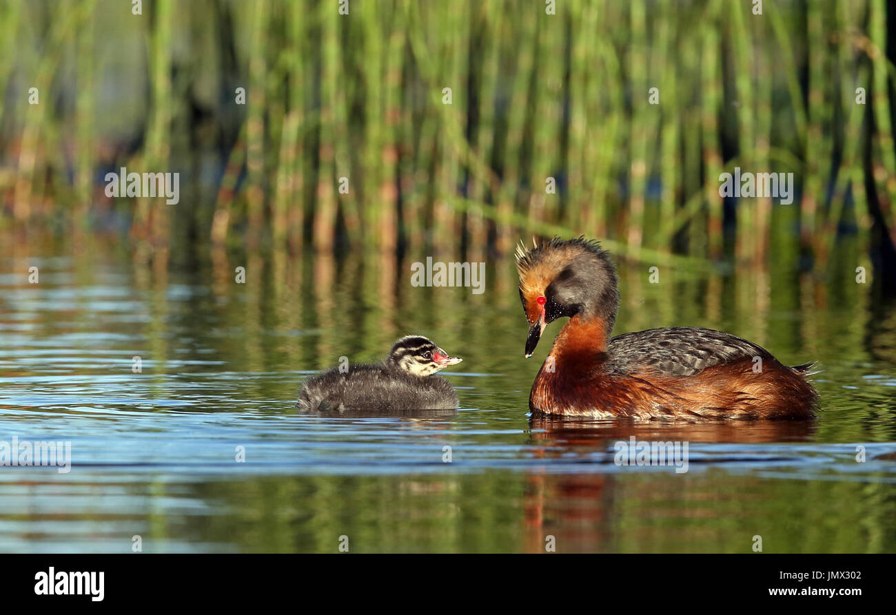 Horntaucher mit Küken, die im Teich schwimmen Stockfoto